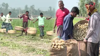 আলুর ভালো দাম পেয়েও লোকসানের শঙ্কা চাষিদের